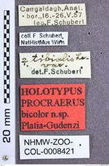 Etikette zu Procraerus bicolor (Platia & Gudenzi, 2002) (NHMW-ZOO-COL-0008421)